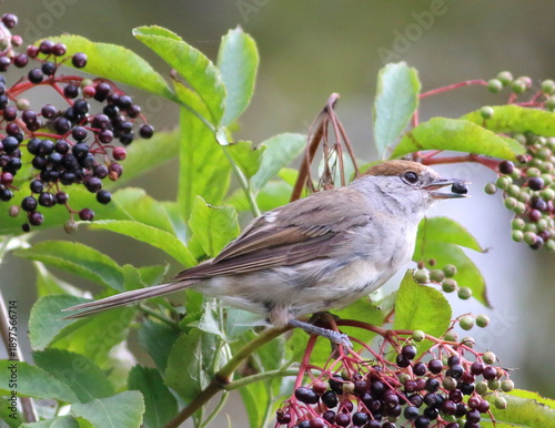 Female Blackcap 