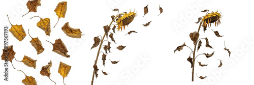 Schilderij op canvas Set and collection of withered sunflower heads and dry brown autumn leaves falli