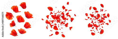 Fotografija Set and collection of red poppy flower petals falling and exploding in mid-air i