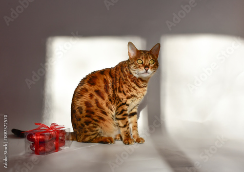 Bengal cat interacting with Valentine's Day gift box containing hearts.The cat sits by  the box on white background, with natural sunlight creating soft shadows and warm light spot