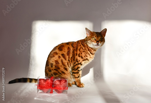 Bengal cat interacting with Valentine's Day gift box containing hearts.The cat sits by  the box on white background, with natural sunlight creating soft shadows and warm light spot