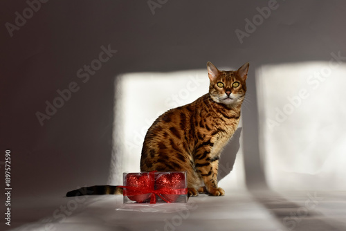Bengal cat interacting with Valentine's Day gift box containing hearts.The cat sits by  the box on white background, with natural sunlight creating soft shadows and warm light spot