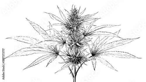 Cannabis Hemp Line Art Design Vector Illustration