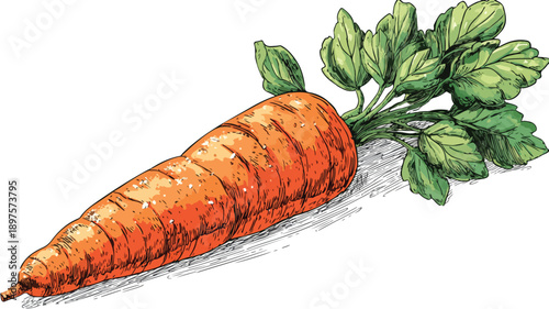 Detailed Cartoon Style Vector Illustration of a Carrot for Various Design Projects