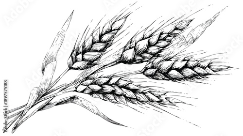 Detailed Handdrawn Sketch of Wheat Ears on White Background
