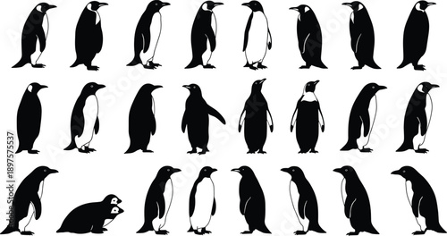 Penguin silhouette vector set, emperor and baby penguins in various poses for wildlife designs, icons, infographics, or educational use