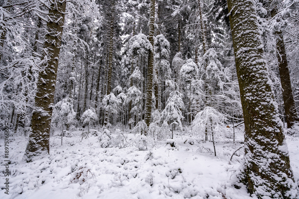 Fototapeta premium Schömberg