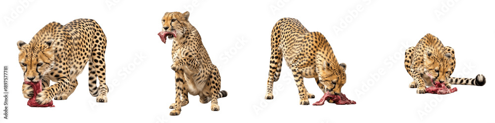 Obraz premium Set of African Cheetahs Eating Meat and Scavenging Prey, Majestic Spotted Leopard Wildlife Predator Collection in Various Poses Isolated on White Transparent PNG Background