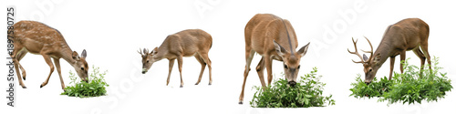 Schilderij op canvas Set of Evolution of a Buck Grazing, Sequential Stages of a Deer Feeding on Green