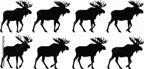 Collection of black majestic moose silhouettes with large antlers in various walking poses isolated on white background for wilderness nature wildlife design