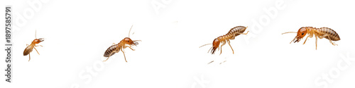 Set and Collection of Termites Crawling and Foraging, Pest Control Concept Elements Isolated on White Transparent PNG Background