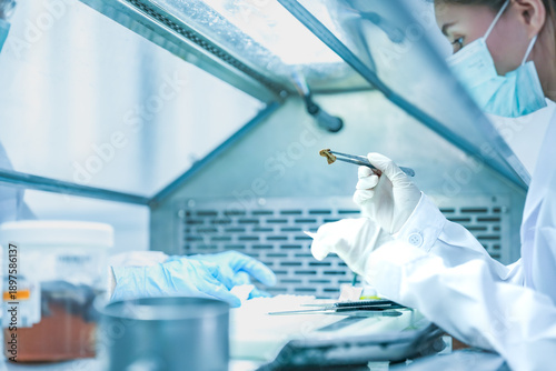 Foto pathologist preparing tissue biopsy sample for microscope slide