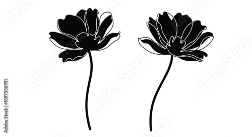 Two cosmos flowers with delicate stems in black silhouette