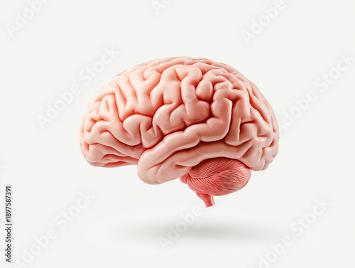 A pink brain with a white background