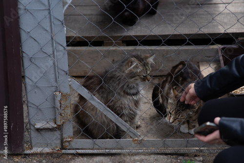 Teenage girl feeding homeless cats through a metal cage at an animal shelter, teenager showing kindness and support for stray animals.