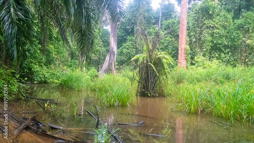 Fotografie Pocosin, marshy paludal forest, herb swamp