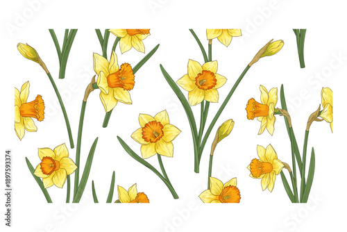Yellow daffodils and narcissus flowers blooming with green stems and leaves creating a vibrant and cheerful spring illustration perfect for seasonal designs.