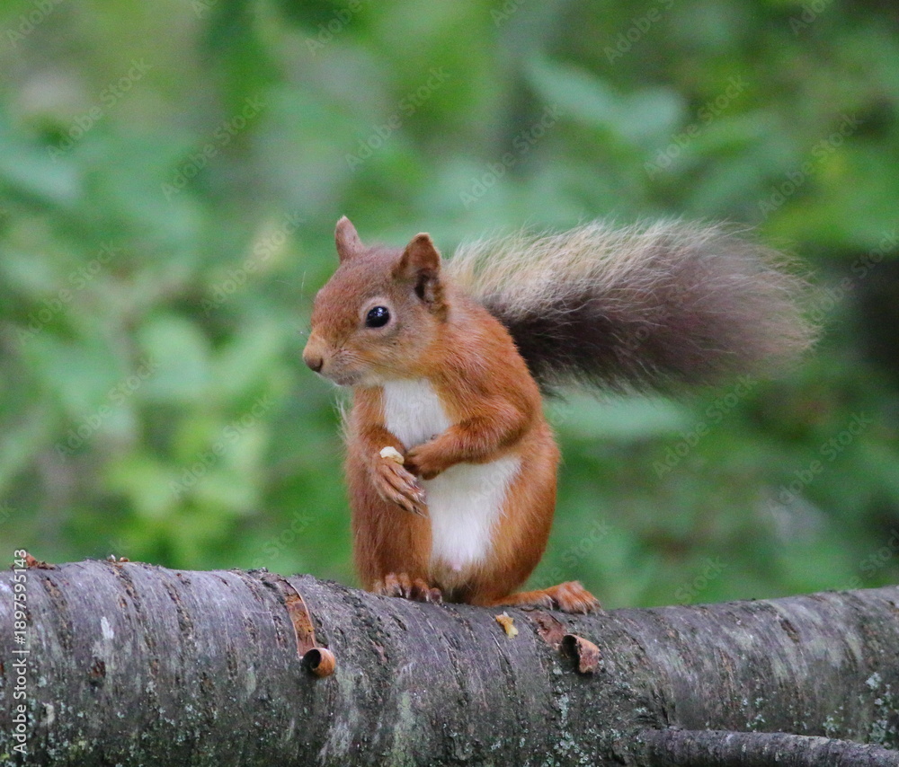 Obraz premium Cute Red Squirrel