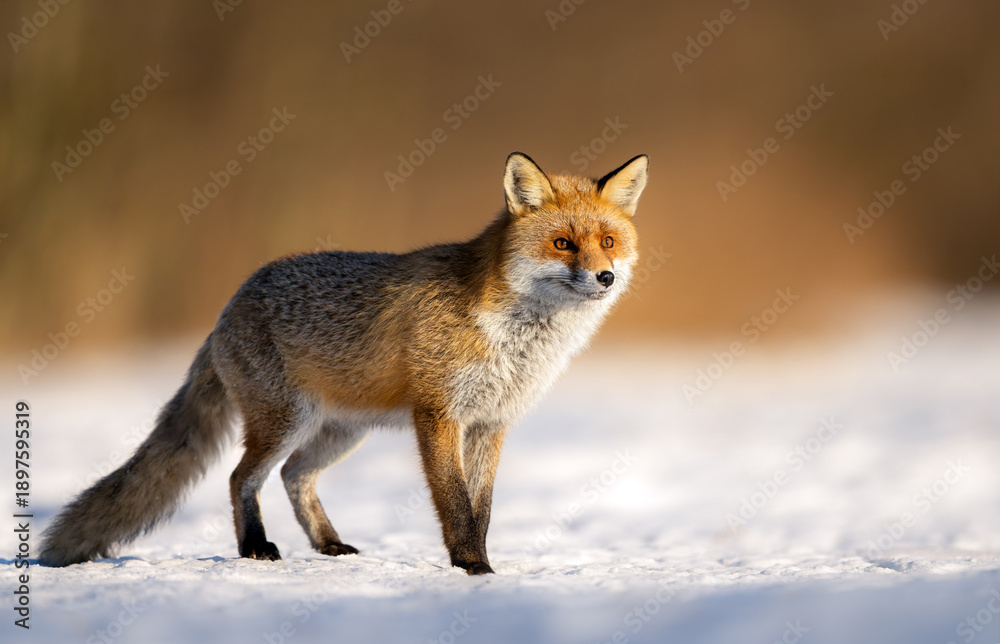 Fototapeta premium Red fox ( Vulpes vulpes ) in winter scenery