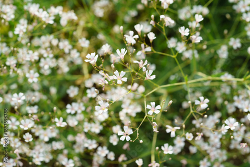 Close up of delicate white Gypsophila flowers blooming in a soft green garden setting