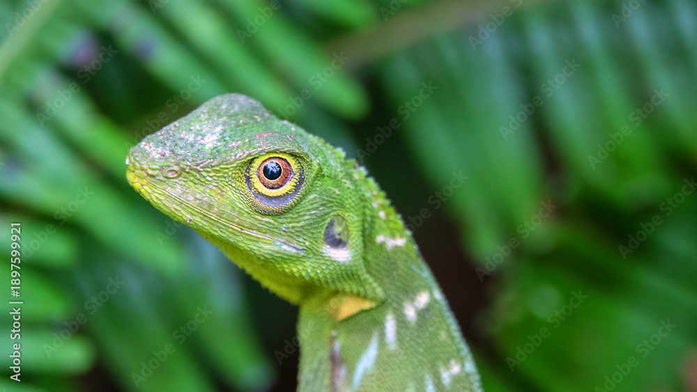 Fototapeta premium A tropical variable lizard (Calotes) under the canopy of a rain forest among ferns. The island of Borneo. Malaysia