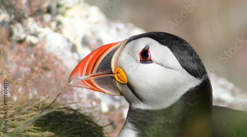 Puffin close up