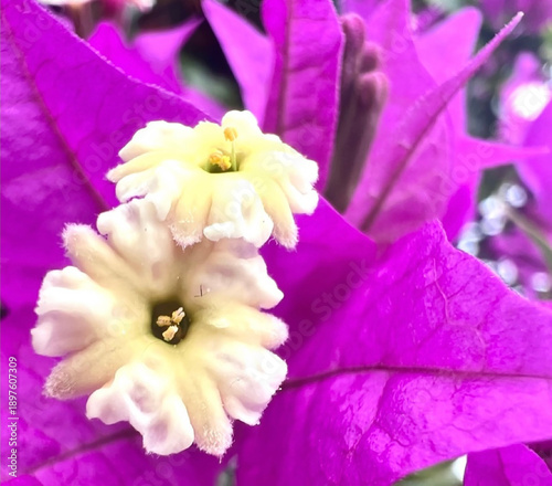 Close up of Pink Purple Tropical Flower
