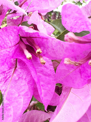 Close up of Pink Purple Tropical Flower