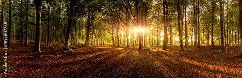 Amazing forest sunrise panoramic view