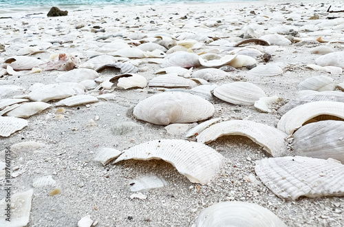 shells on the beach