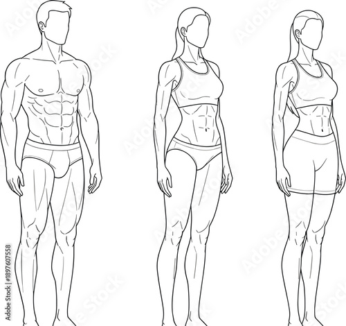 Male and female muscular body anatomy outline illustration set showing fitness physique proportions clean line art vector design