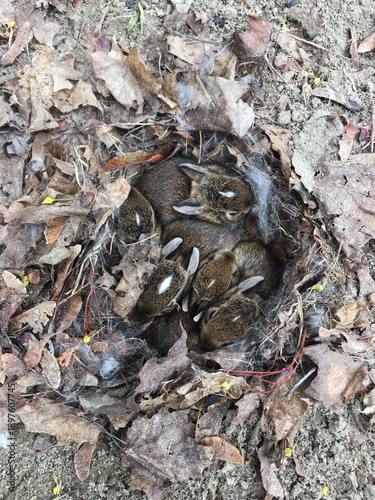 A bunny nest found in the forest.