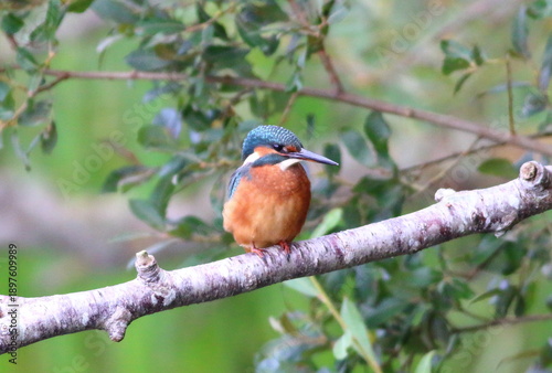 Kingfisher