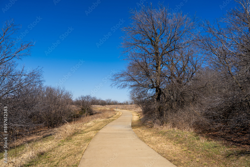 Obraz premium road in the woods