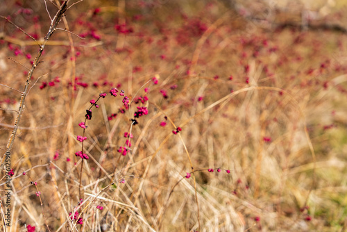 Red berries in the February field