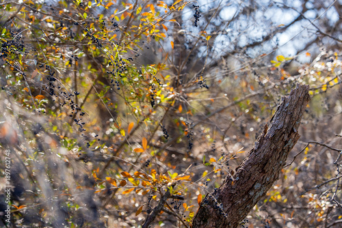 autumn leaves and berries in the forest