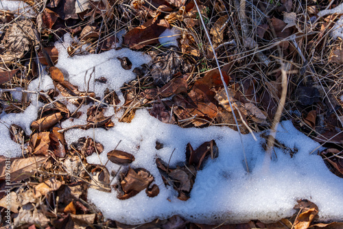 Snow and dry leaves in the forest