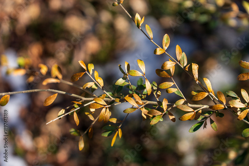 autumn leaves in the forest