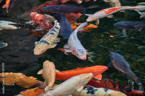 Red, orange, and white koi fish moving in a botanical garden pond in Tenerife, Spain