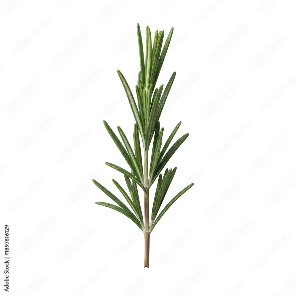 Obraz premium Close-up of fresh rosemary herb sprig isolated on white background, detailed botanical illustration, natural green plant, studio view, organic concept