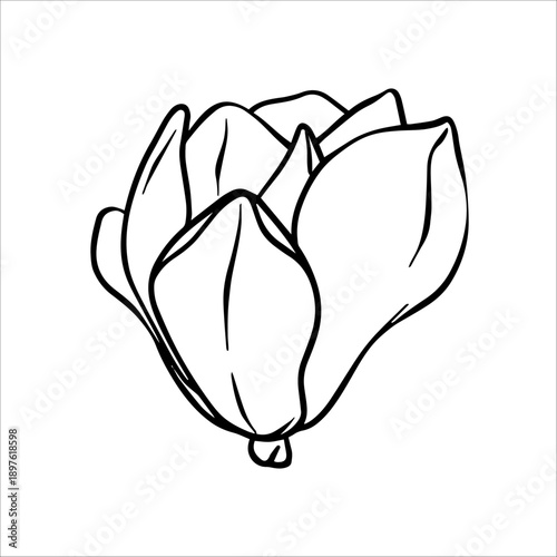 Magnolia flower line art. Hand drawn vector flowers in sketch style. Spring magnolia flowers isolated. Vector Line art illustration of a magnolia flower. Botanical sketch painted by black inks