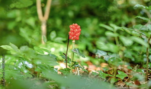 Fotografie Close up of a Arum italicum in the forest
