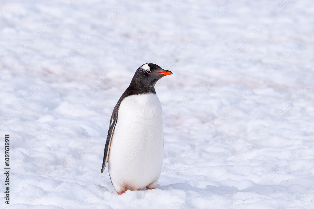 Obraz premium Gentoo penguins of Antarctica 