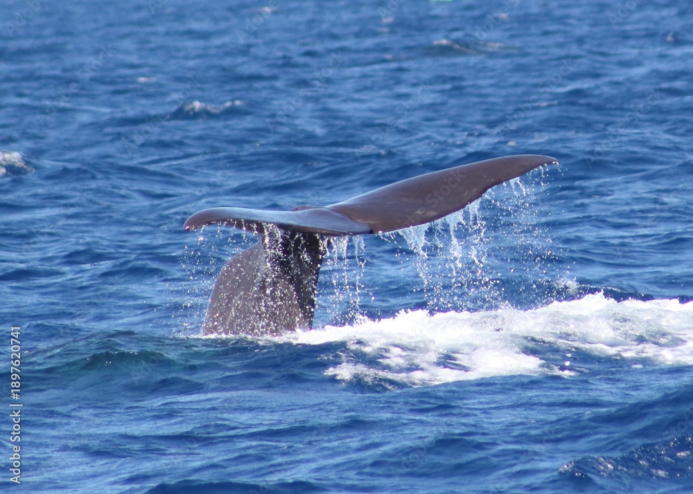 Obraz premium Sperm Whale Fluke
