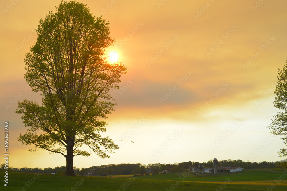 Obraz premium Farmland with tree and two birds with vibrant sunset