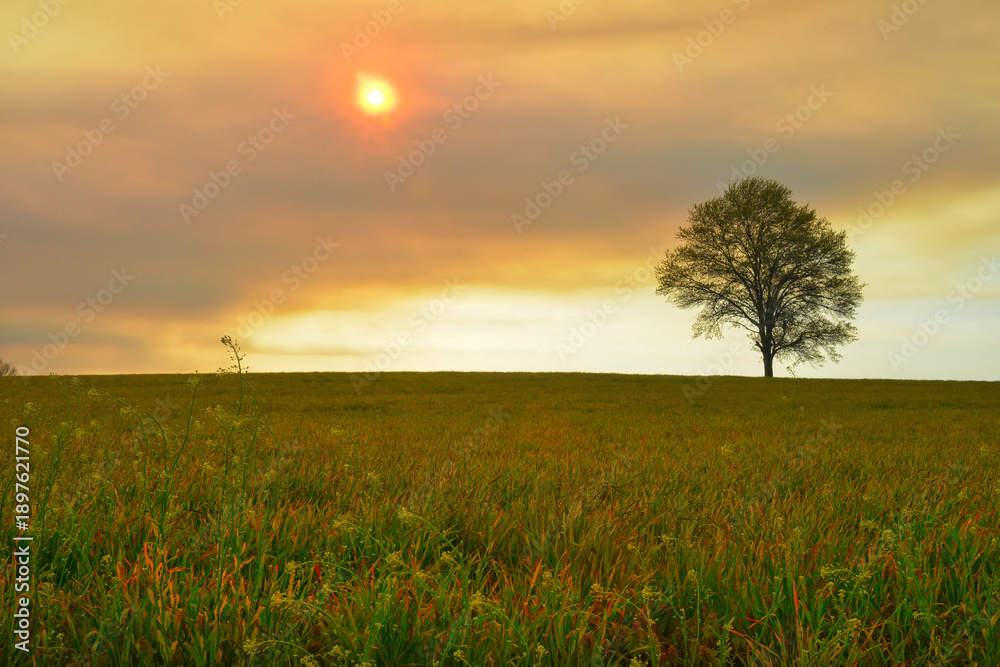 Fototapeta premium Intense sunset over an open field with one single tree