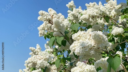 Lilac white flowers branch blue sky