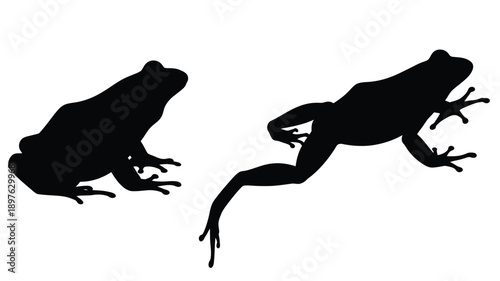 Two black frog silhouettes jumping and resting a striking image silhouette
