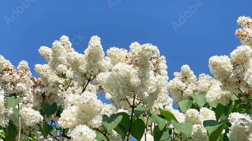 Lilac white flowers branch blue sky