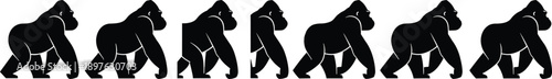 Black silhouette vector sequence of gorilla walking motion showing seven stages of animal locomotion for wildlife study, animation, and design projects
